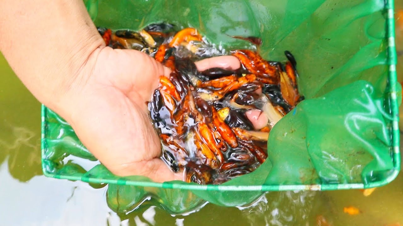 Labeled fry species: Guppy, Platy, Swordtail, Endler, Molly in one tank.