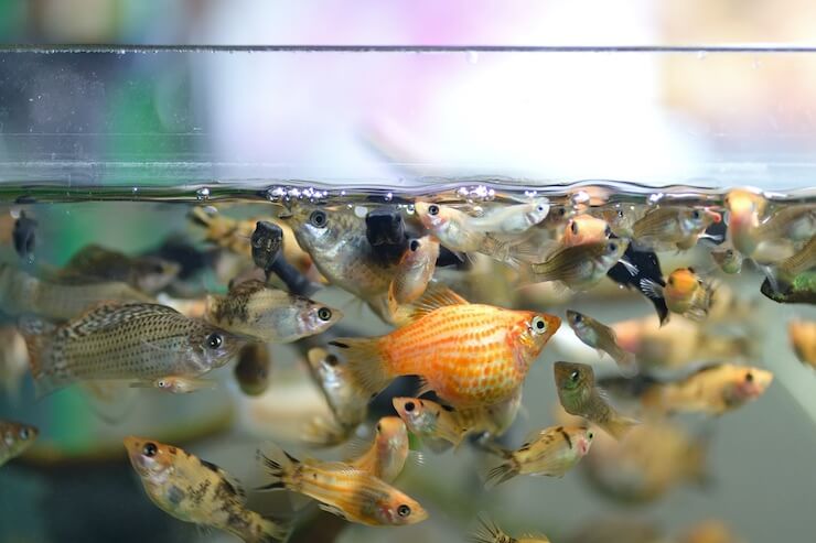 Mixed fry feeding on micro-pellets at the surface of the water.