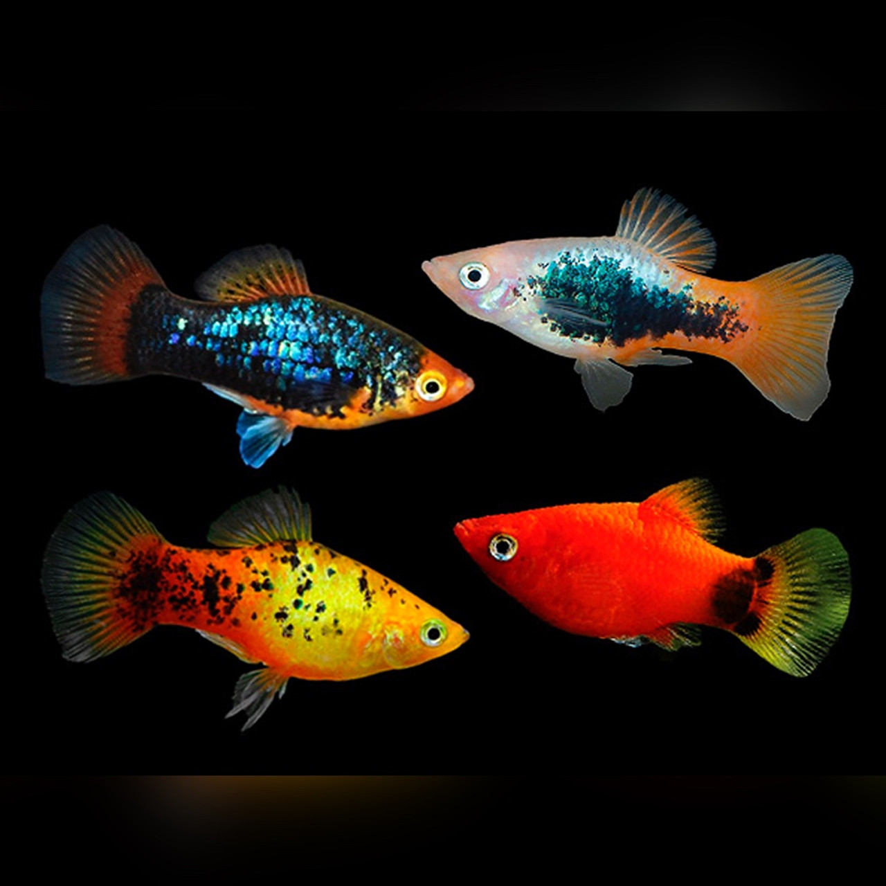 Live tropical aquarium fish for sale – vibrant, healthy freshwater and marine species
