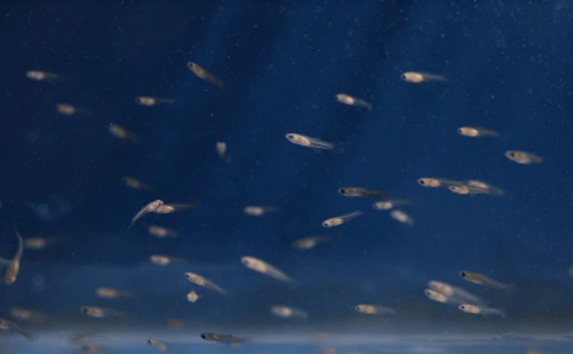 A child smiling while observing livebearer fry in a home aquarium.